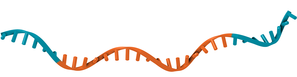 Struktur mRNA